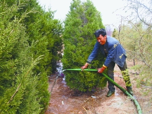  西藏思露苗圃基地管理人员米玛正忙着给苗木浇水