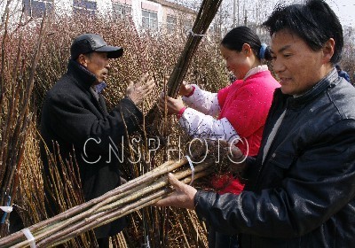 山东：三月春风暖 苗木市场旺