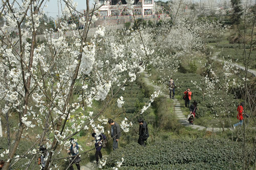 2011年四川省乡村旅游节今日开幕 
