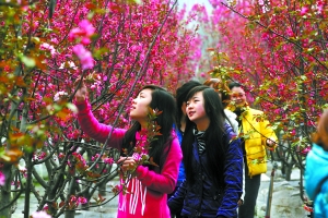 重庆：阴雨天气不影响各地花展经济 预计今年增收