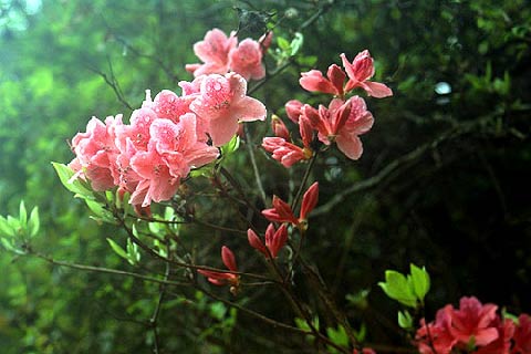 天台山的“云锦杜鹃”