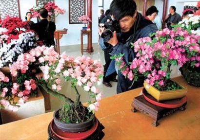 云蒸霞蔚映山红 申城迎来杜鹃观赏佳期