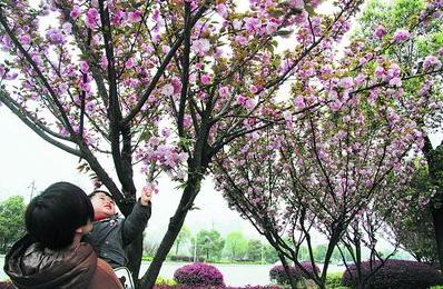 万家丽路雨花段，两厢绿化带开满了粉、白、红三色樱花，引得许多市民驻足赏花