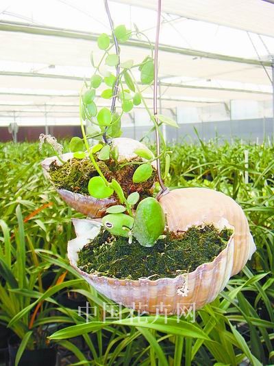 看看今年非常流行的“潮”盆器（图）