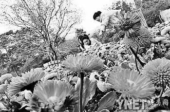 香山山花节开幕 游客可“秋景春看”