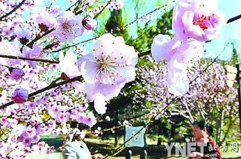 5位桃花专家耗时16年，北京植物园花王“品霞”昨出世———