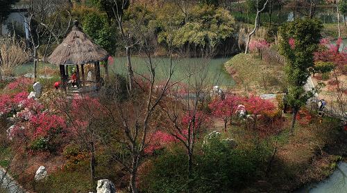 "鲜花经济"的背后:西湖春色"花"费2000万