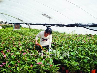连云港新春园艺开花肥专用效果好