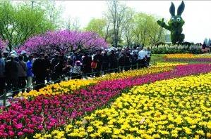 北京植物园今年共栽植了郁金香87个品种40余万株。近三分之一品种为首次展出