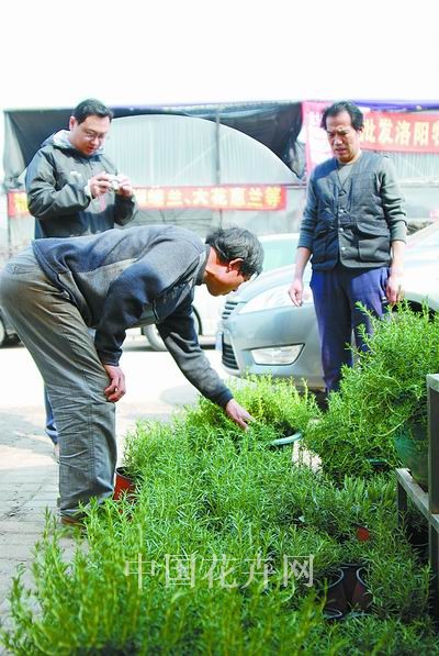 上海：开春以来 香草植物受追捧