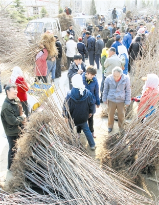 大连：苗木销售格外红火 东三省苗木商慕名来连买苗木 