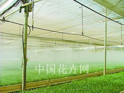 康乃馨育苗喷灌系统