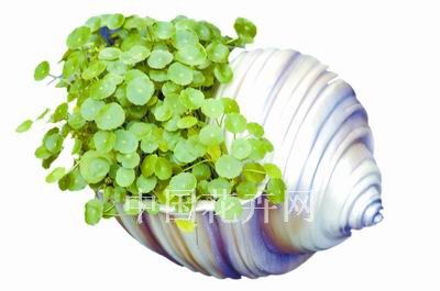 看看今年非常流行的“潮”盆器（图）