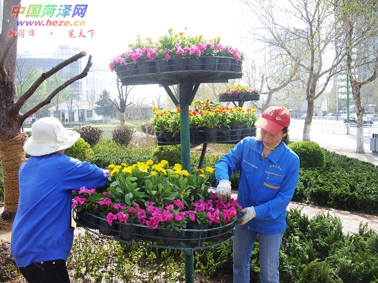 昨日，园林工人在菏泽城区一公园摆放鲜花