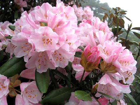 花中西施杜鹃