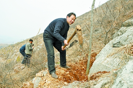 上海招标造林破解植树不见绿怪圈