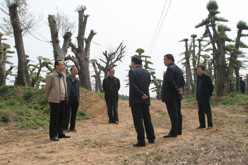 安徽：何炳南调研麒麟镇苗木基地建设