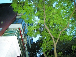 大树枝繁叶茂 北京东一居民楼大白天都要点灯