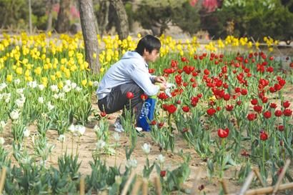 青岛：游客顺手摘花中山公园荷兰郁金香直喊“疼”