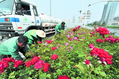 昨日下午，岳麓区园林公司园林工人正在对岳麓大道景观提质改造后的绿化带进行维护。