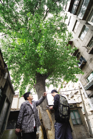 居民刘女士左讲述大杨树带来的不便