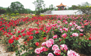 津城月季植株4年翻番 500万株市花添香扮靓(图)