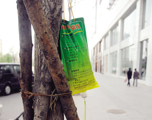 鞍山：胜利南路银杏树挂“吊瓶”（图）