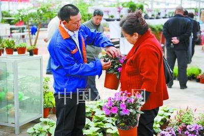 石家庄植物园花卉市场盆栽凤仙俏销