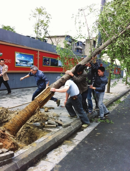 绿化养护工作人员正在抬树