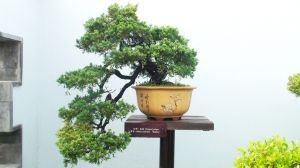 扬州：圆柏古树 地球的“信息库”