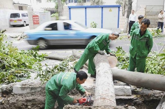 厦门：连日下大雨大树倒下 路被堵住车子纷纷绕行