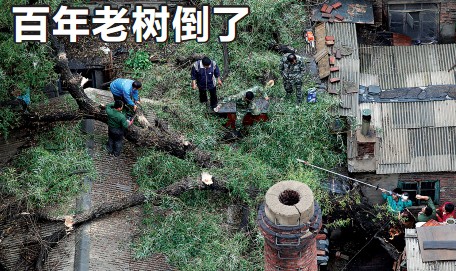 沈阳和平区百年老树倒了 锯掉大树40人干两小时