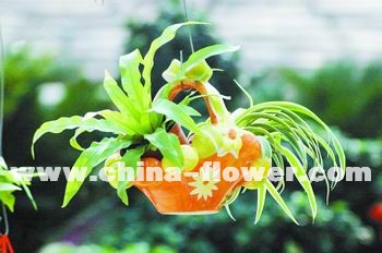 花篮花盆