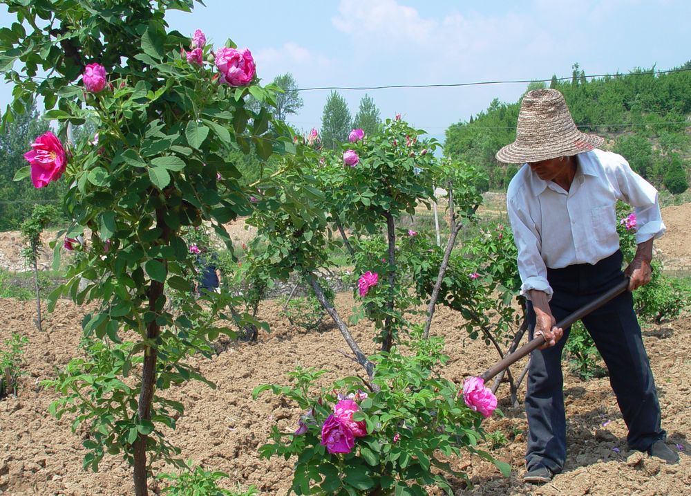 河南嵩县做大花卉产业打造中国“芳香之谷”