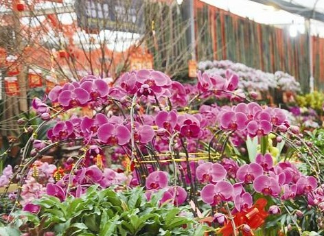 厦门花木市场今年淡季“结冰” 成本增加是主因