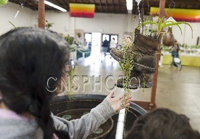 美国旧金山居民用旧皮鞋养花