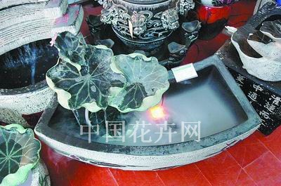 以观赏为主的石盆亮相郑州花市（图）