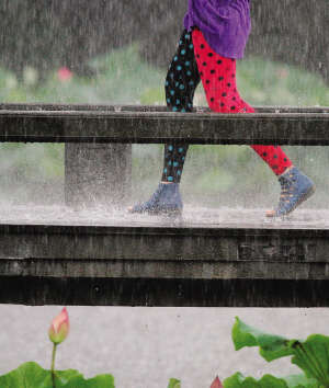 25日，曲院风荷，大雨袭来，一位女孩雨中观荷。快拍小友 曲远好色 摄