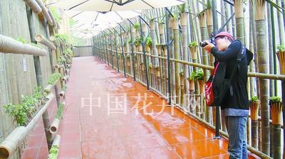 上海世博会印尼馆用竹材布置的立体绿化景观
