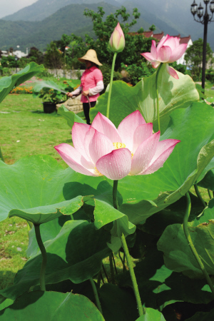 丽岙花卉长廊一花卉休闲园举行首届荷花展