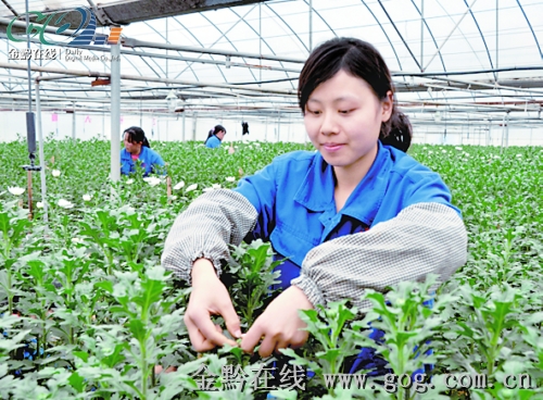 贵州：循环经济催生花卉产业开磷“神马”菊花俏销日本