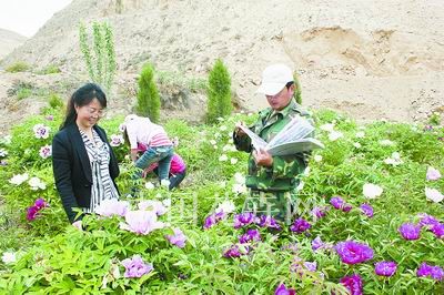 甘肃：给紫斑牡丹挂上“身份证”