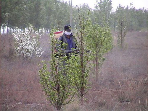 呼和浩特新城区开展林业有害生物治理