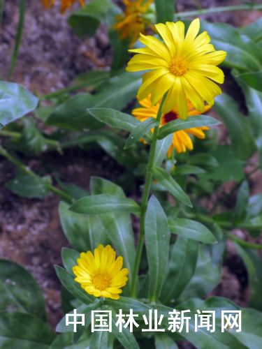 太空金盏菊。