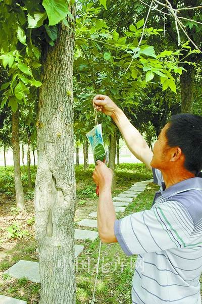 郑州植物园为树木注入“活力”（图）