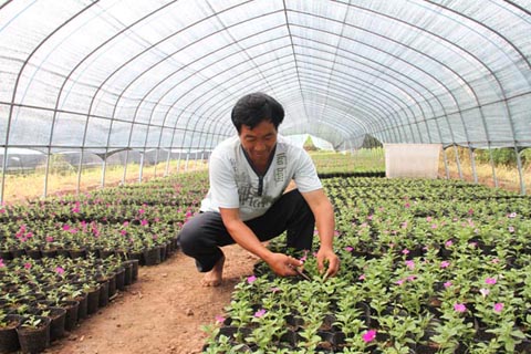 安徽：小小花卉促进农民增收