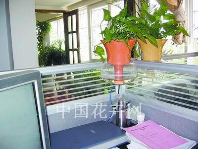 “懒汉”花盆应用在办公隔断连接处。