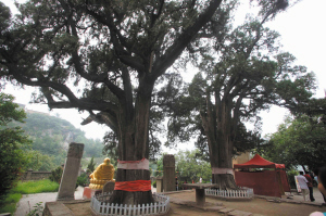 古柏屹立于四门塔景区里