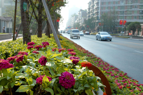 主干道摆满鲜花