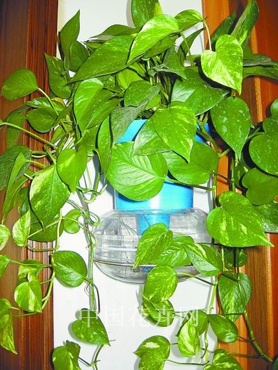 挂在柜式空调上的“懒汉”花盆。